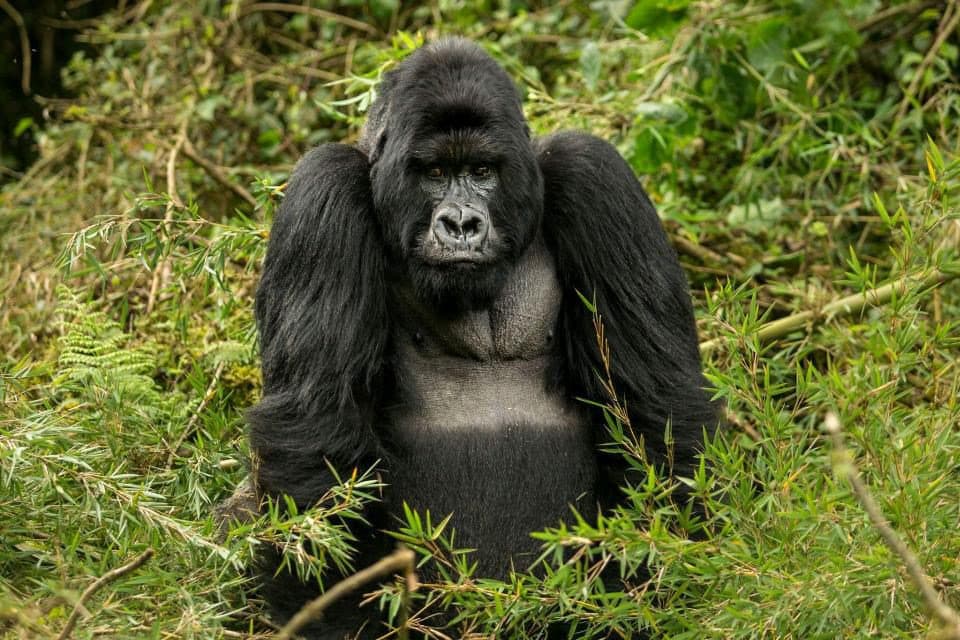 Gorilla Trekking in the Virungas