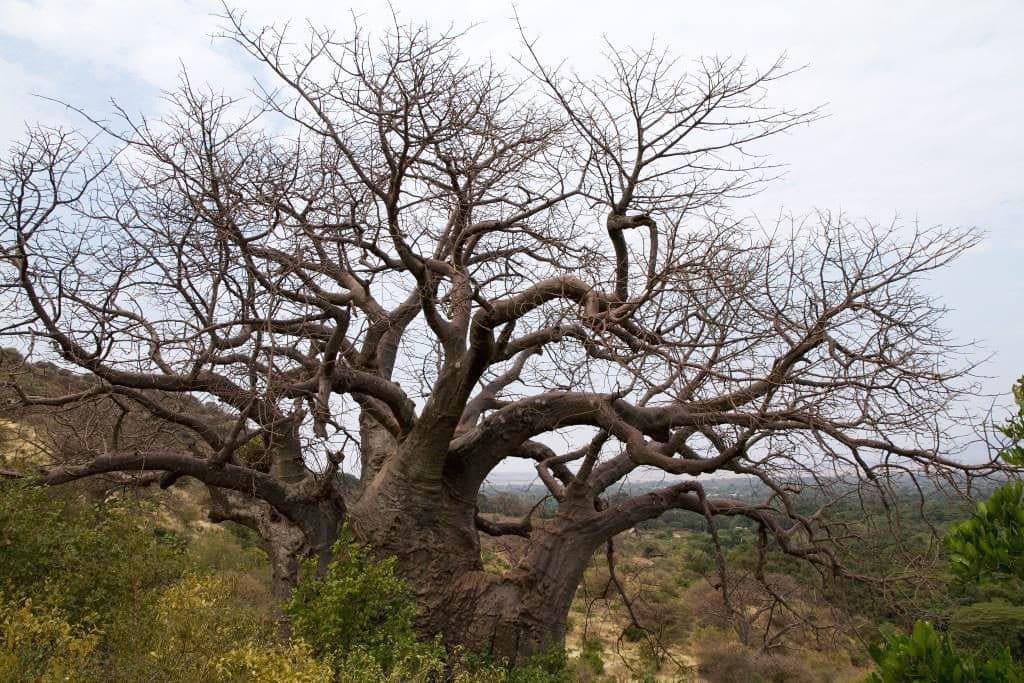 Lake Manyara National Park