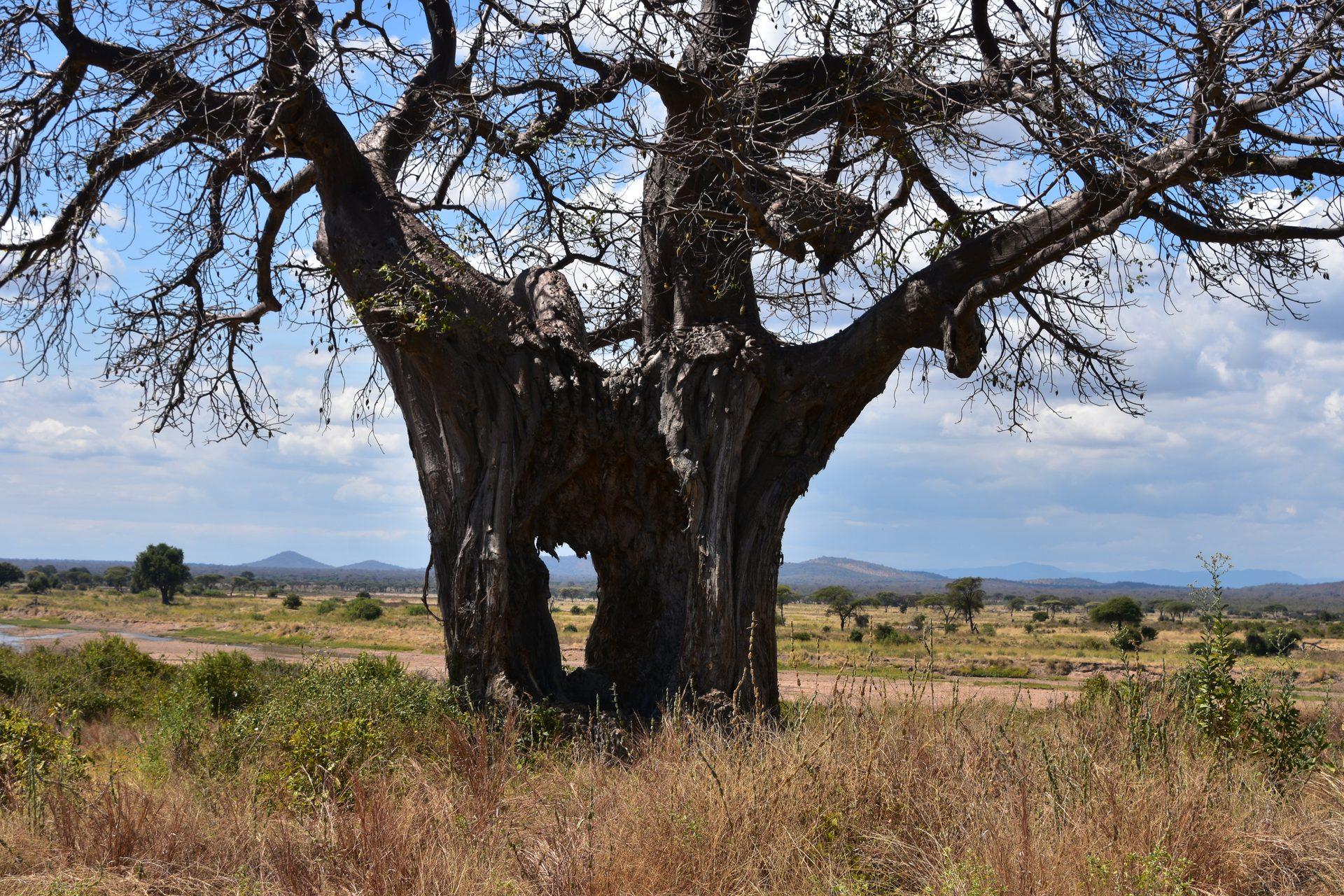 Ruaha National Park