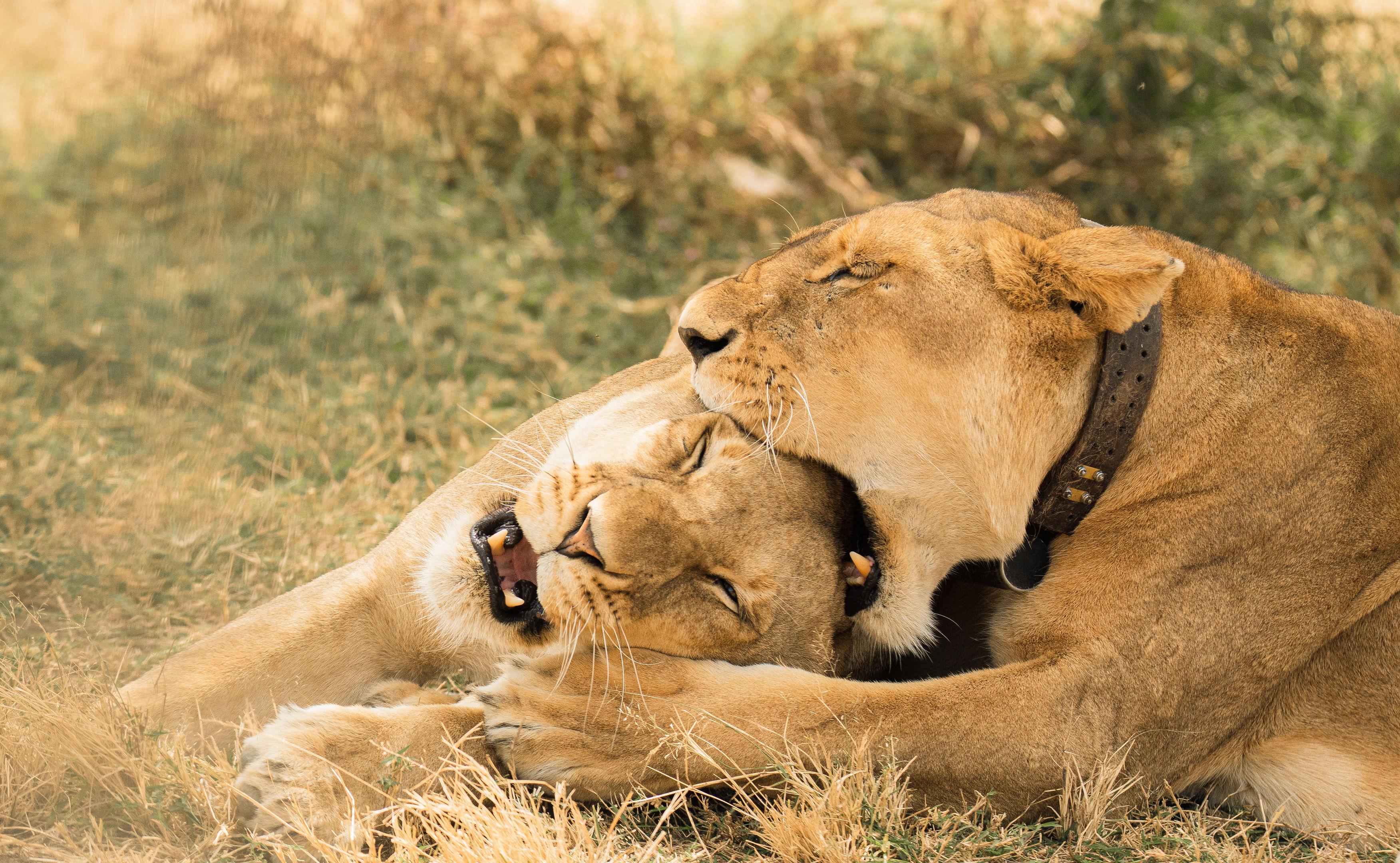 Two lions resting together on the Serengeti plains